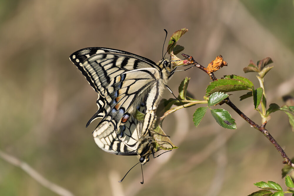 Photograph by Wendy Vanhoudt