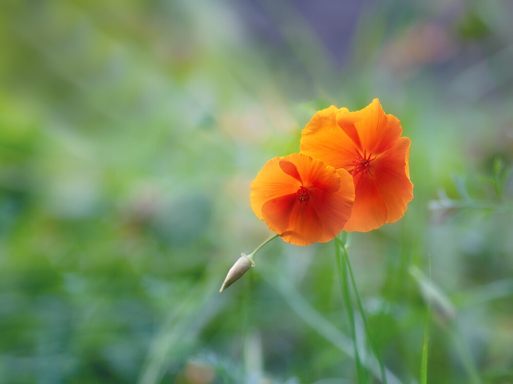 Photograph by Ирина Заколдаева