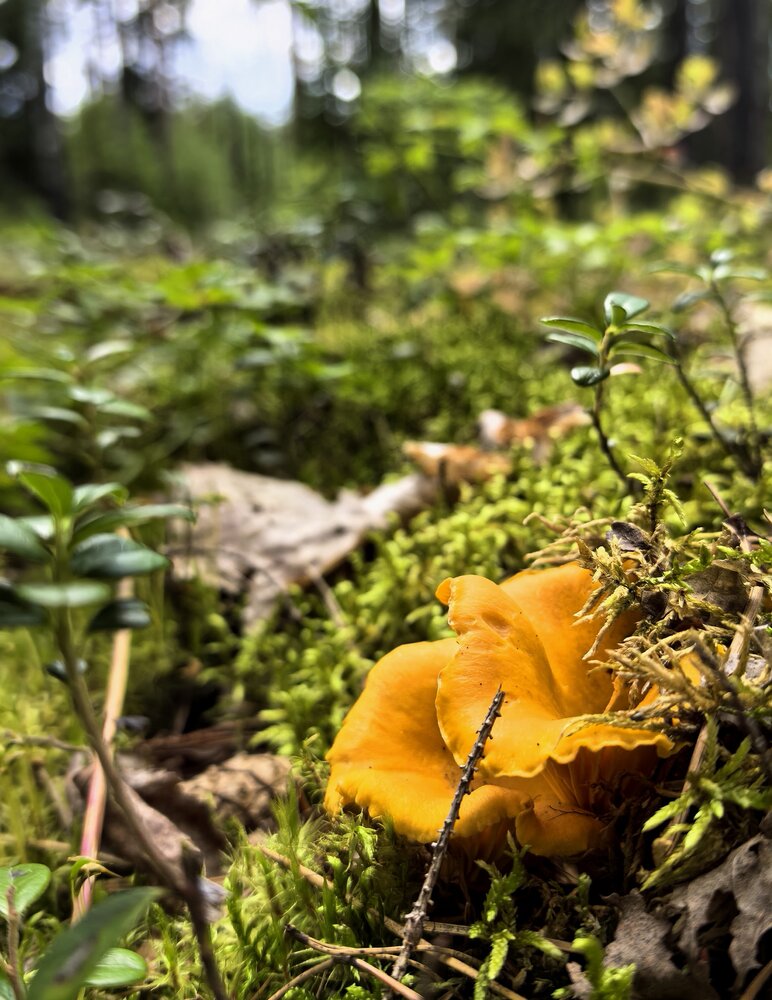 Photograph by Екатерина Борисовна Кузьмина