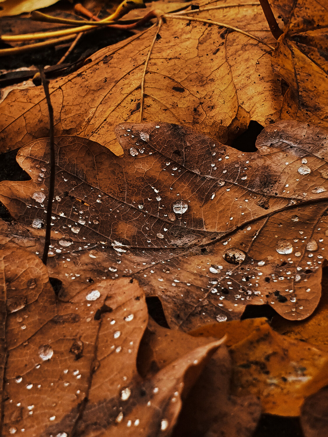Photo #13976398