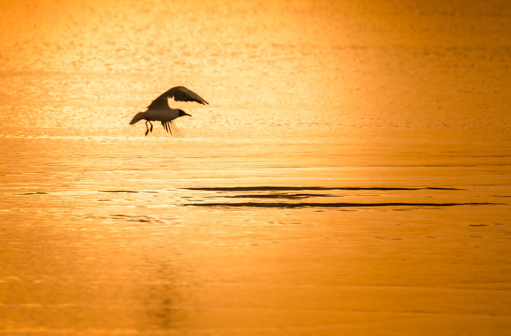 Photo #13976462