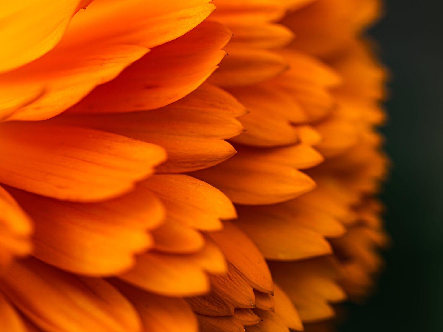 Photo #13976523