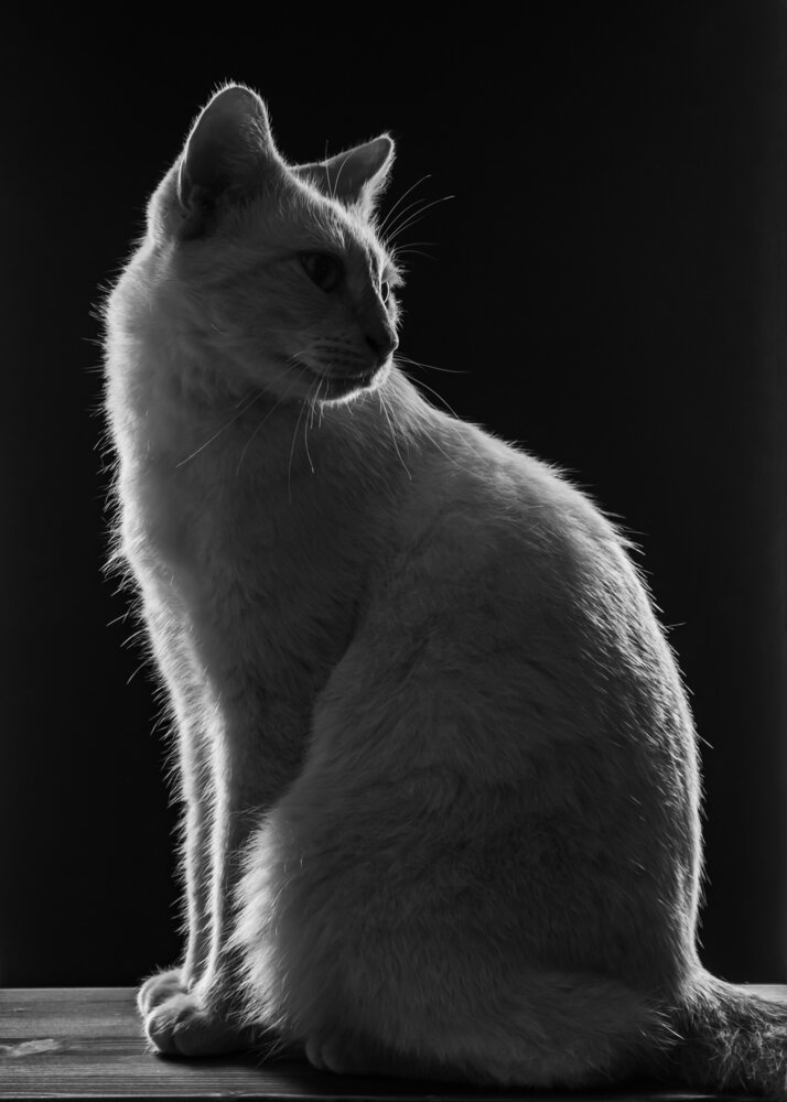 Photograph by Not Silver
