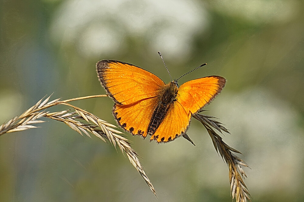 Photograph by Галина Кан