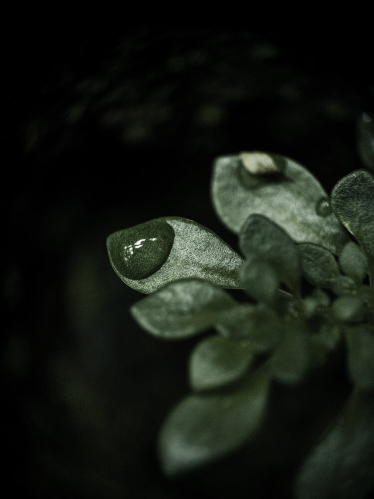 A Drop of Silence