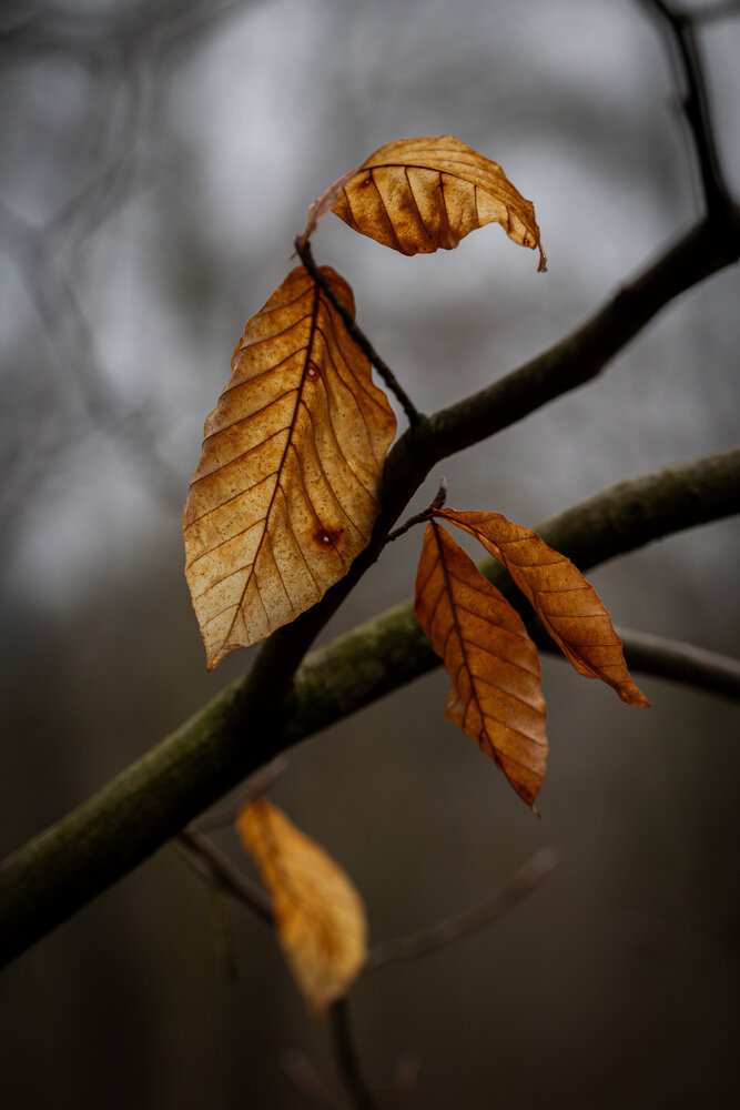 Photograph by BESPAMIATNYI Dmitry