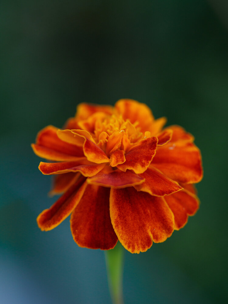 Photograph by Юлия Герман