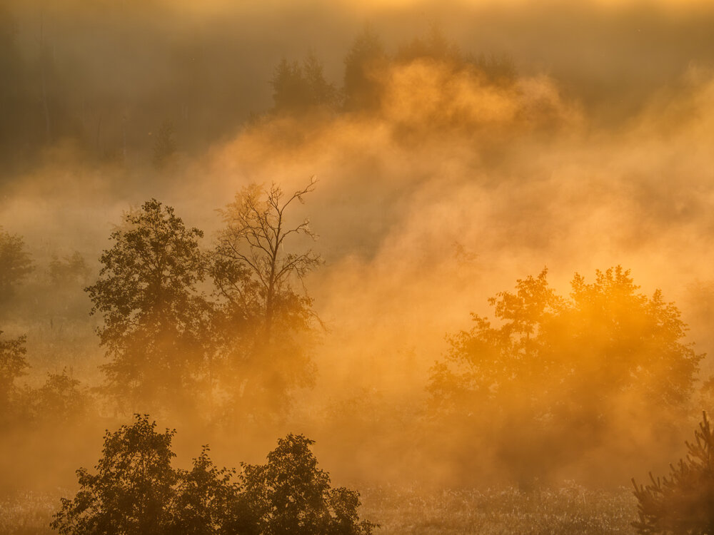 Photo #13977449