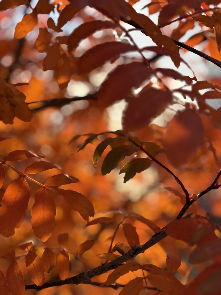 Фотография автора Елена Рябова