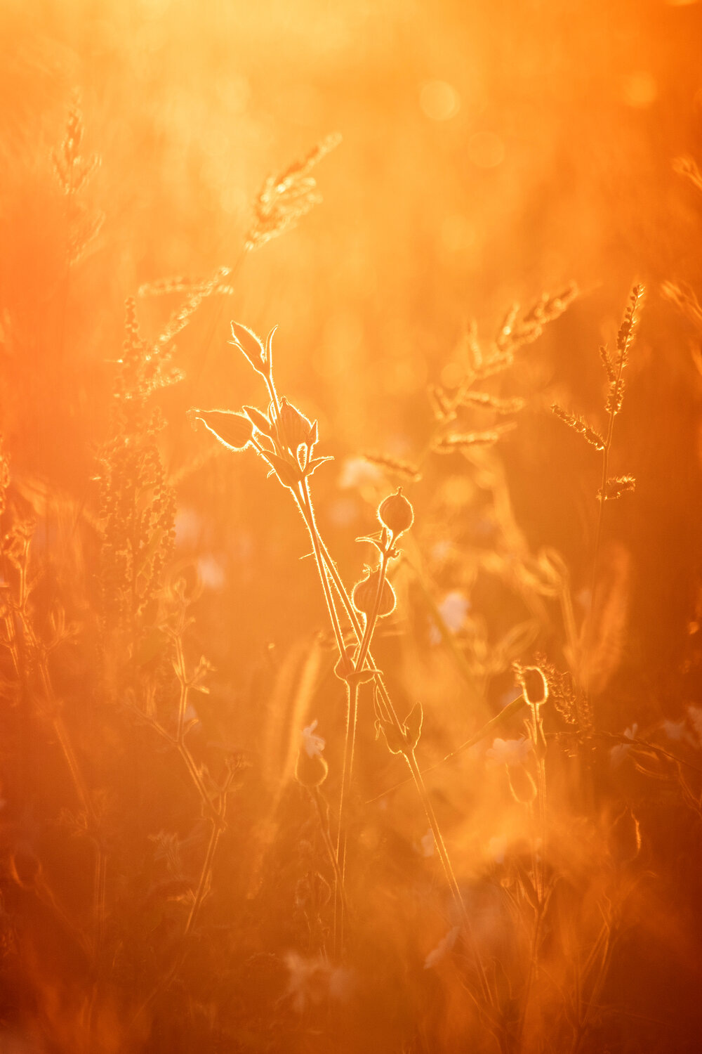 Photo #13977787