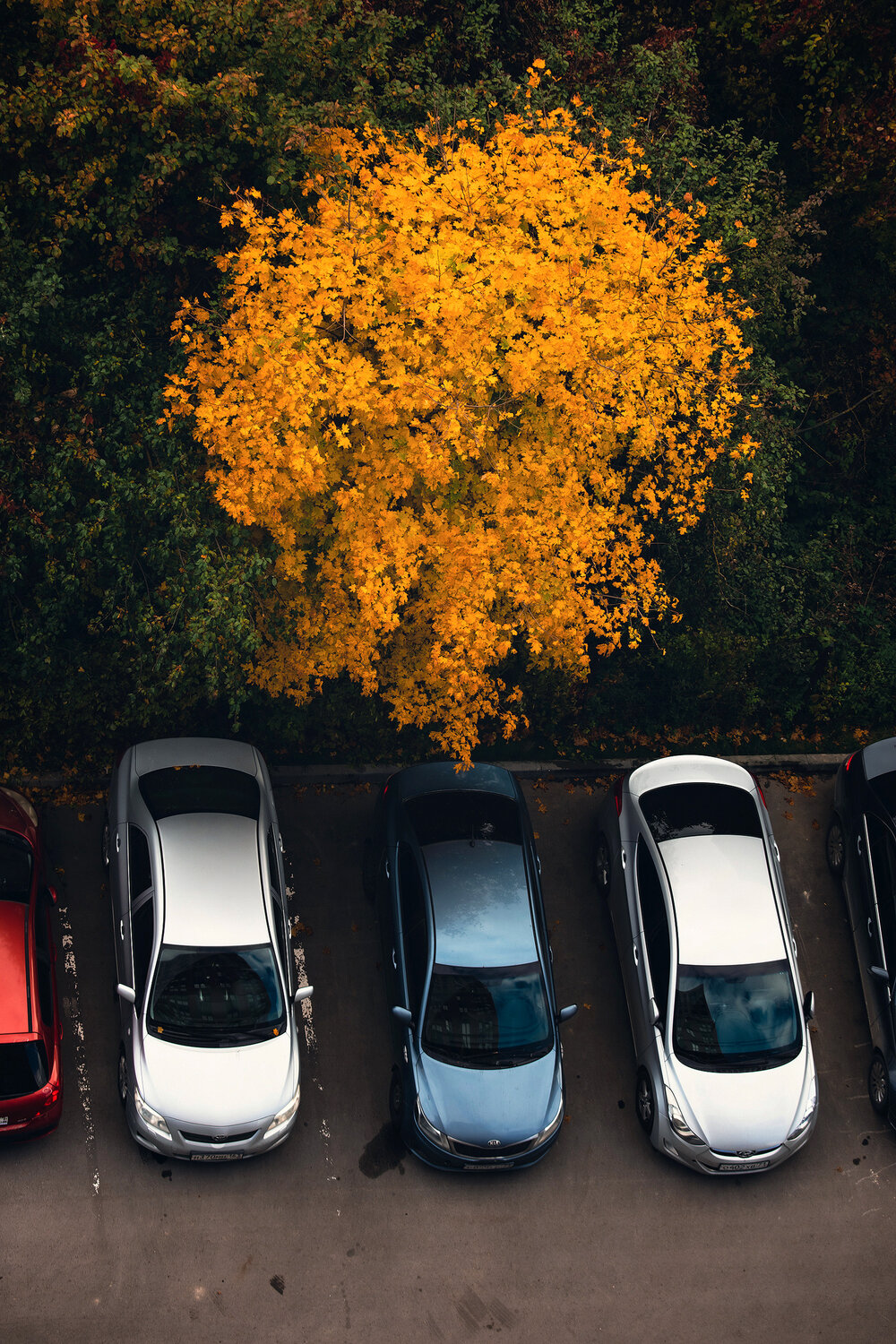 Photo #13977789