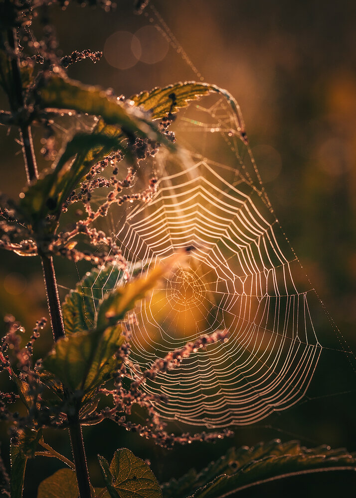 Photograph by Волкова Анна