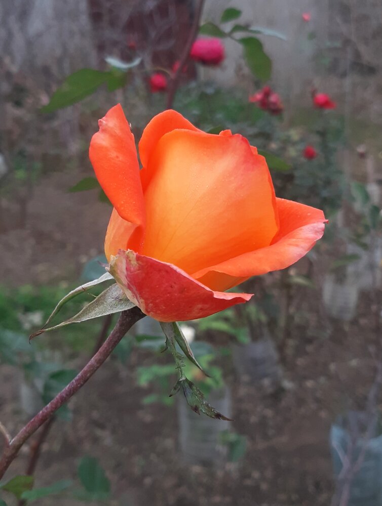 Photograph by Галина Глазкова