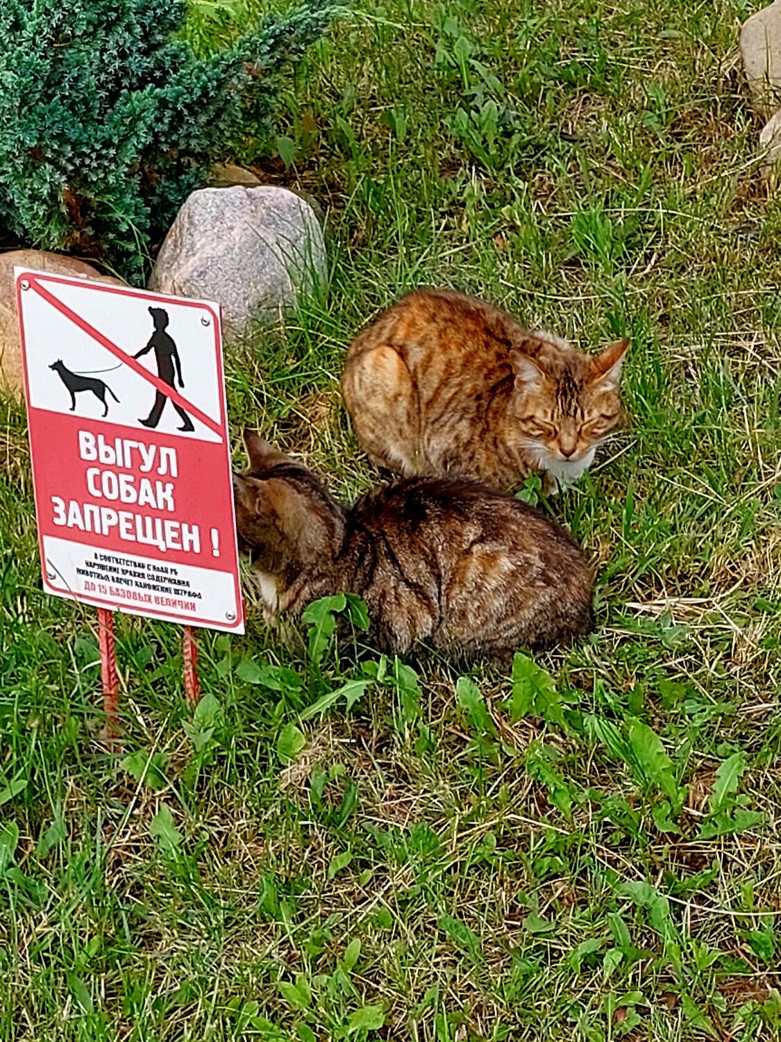 Мы гуляем сами по себе