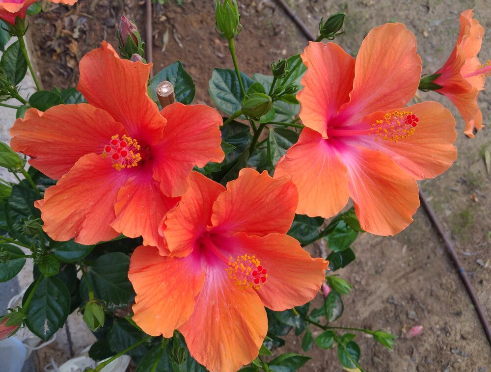 Chinese hibiscus