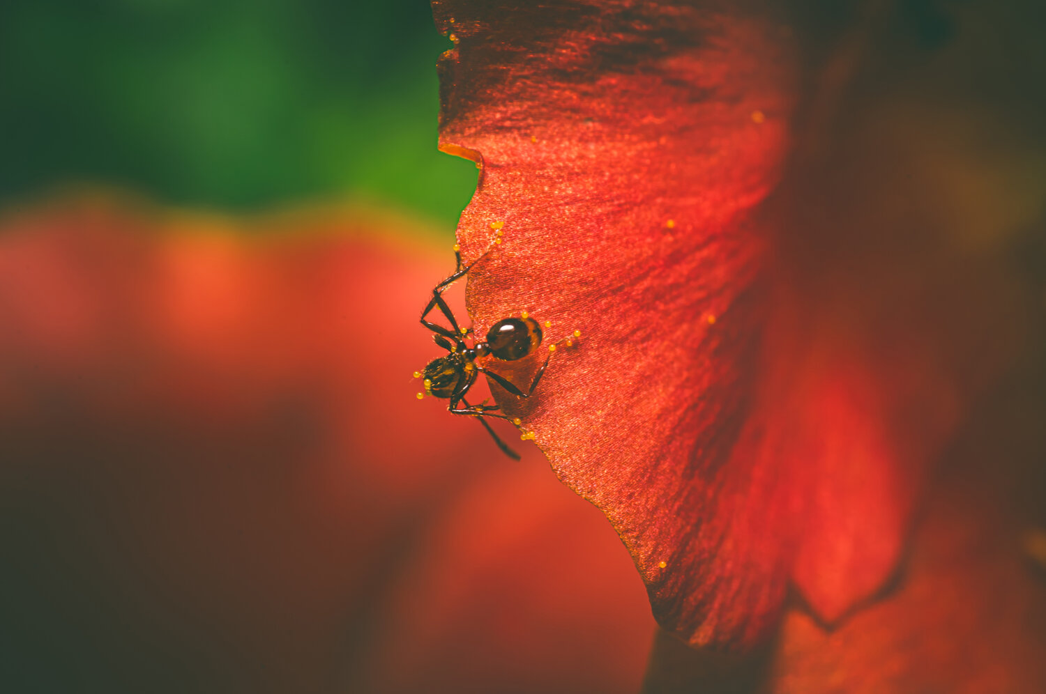 Ant on an Orange Flower
