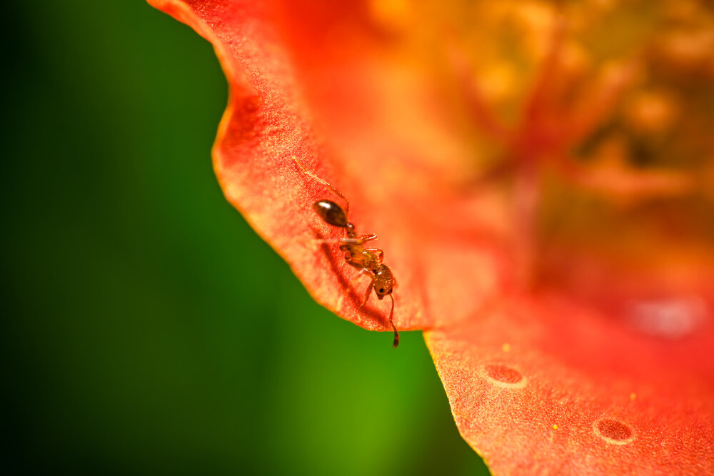Little Explorer on a Vibrant Orange Bloom