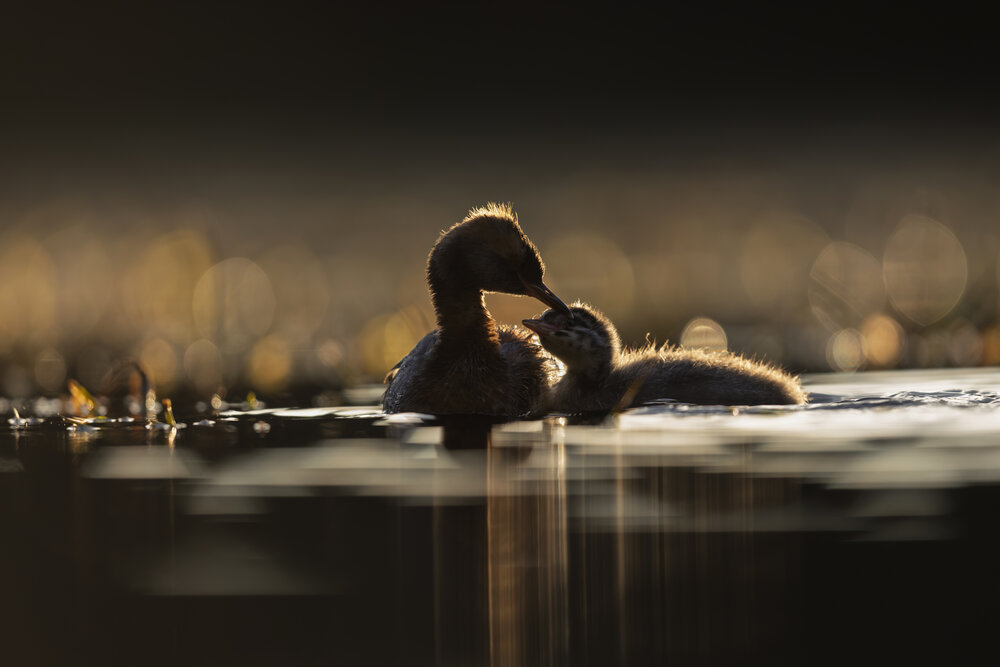 Photograph by Дмитрий Крошка