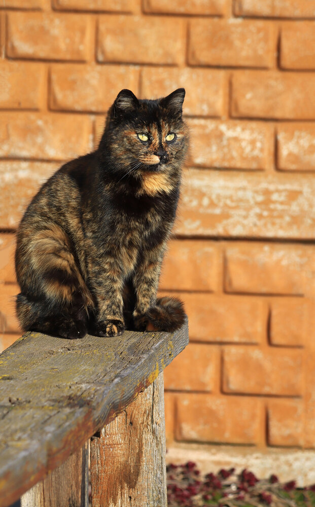 Photograph by Ольга Алёшина