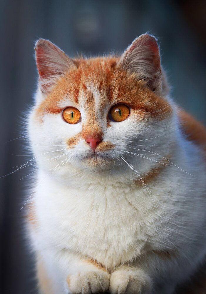 Милый котик.
