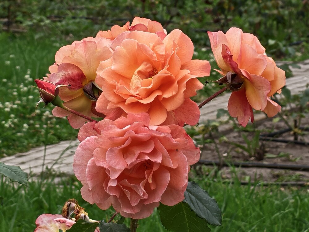 Photograph by Ольга Кузнецова