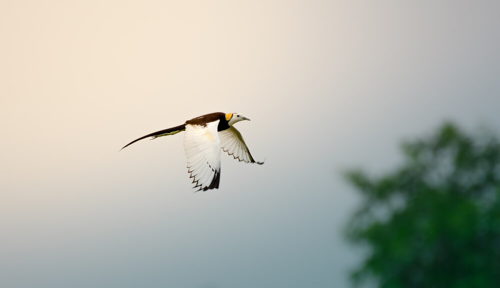 Pheasant-tailed jacana