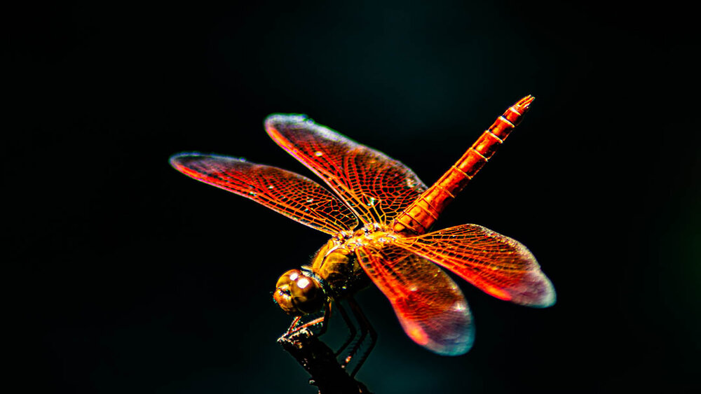 Photograph by Susobhan Biswas