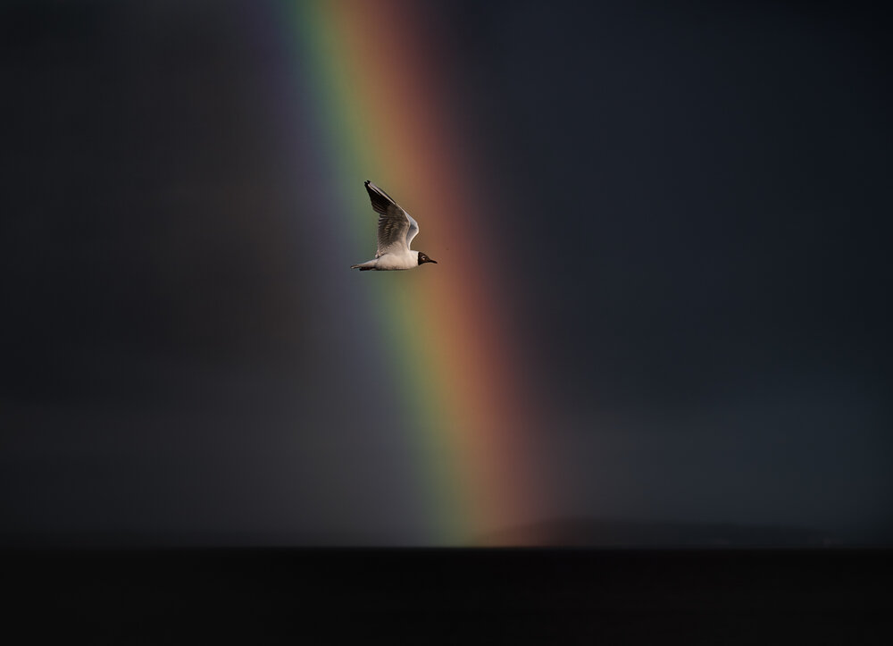 Rainbow Crossing