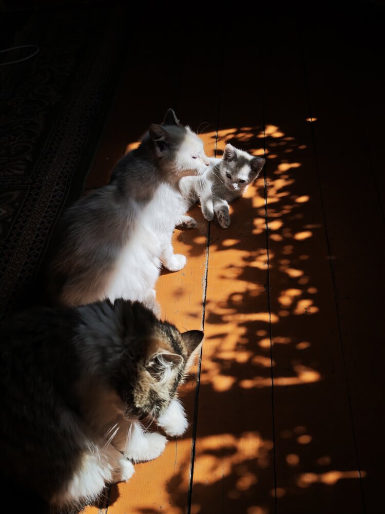 Photograph by Кристина Родина