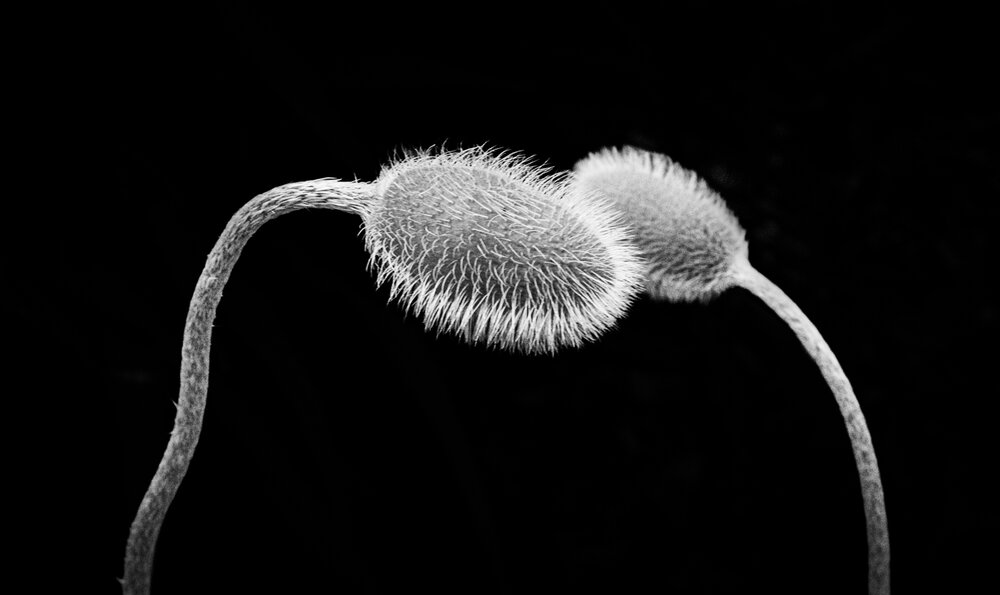 Photograph by Greg Bolger
