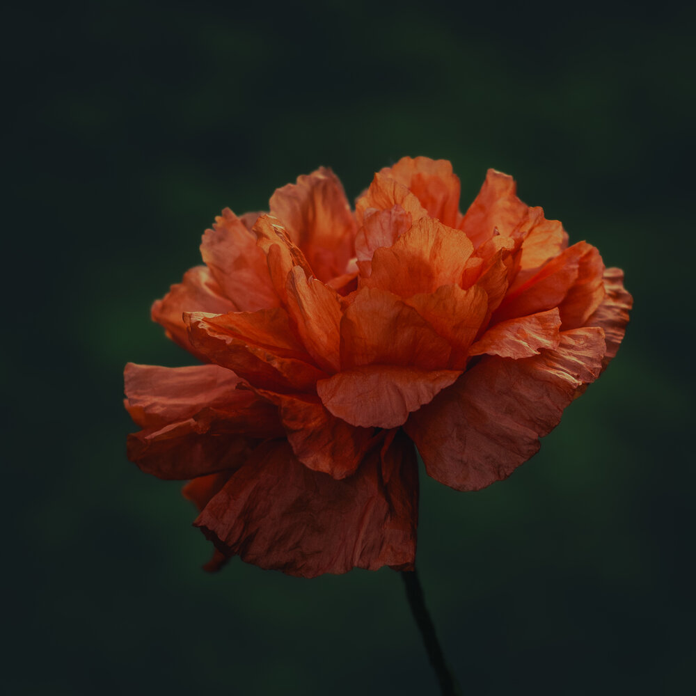 Photograph by Ольга Воронова