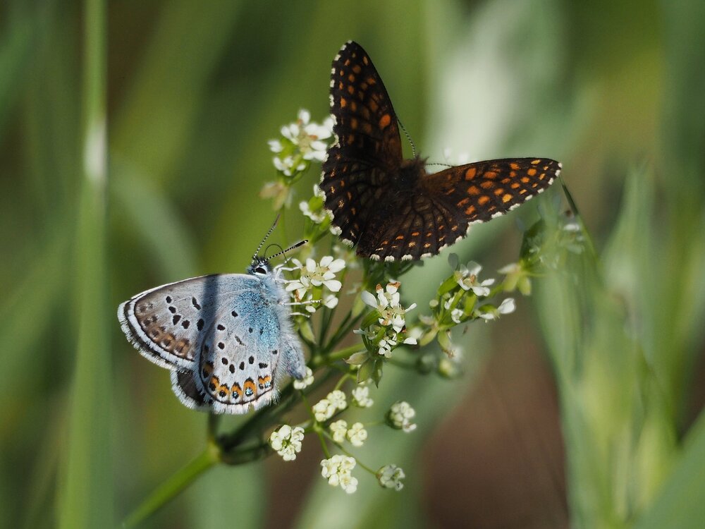 Photograph by Елена Синицына