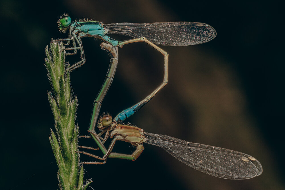 Photograph by Alexandre Canteiro