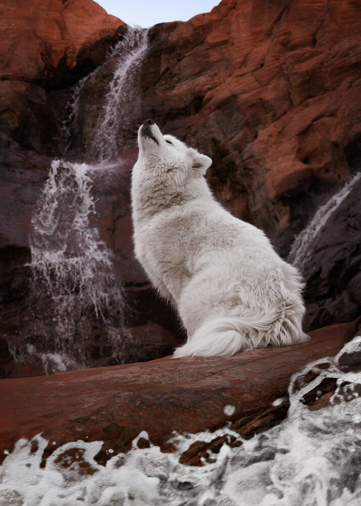 Howling Boreal
