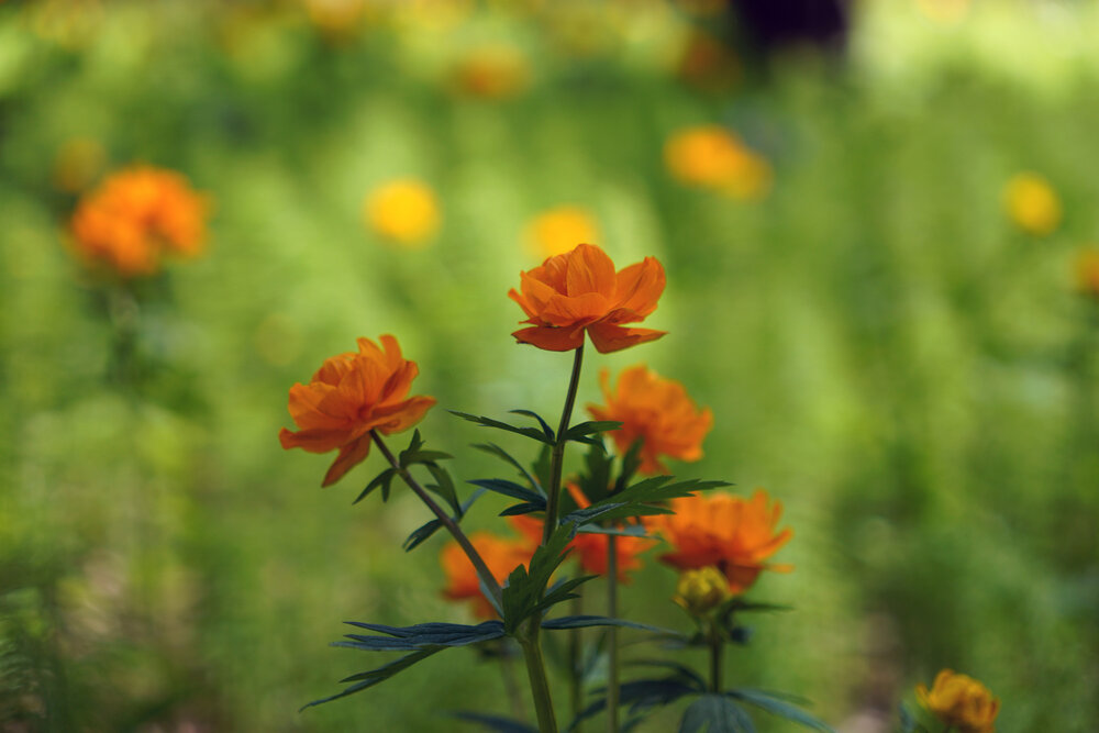 Photograph by Ксения Дудкина