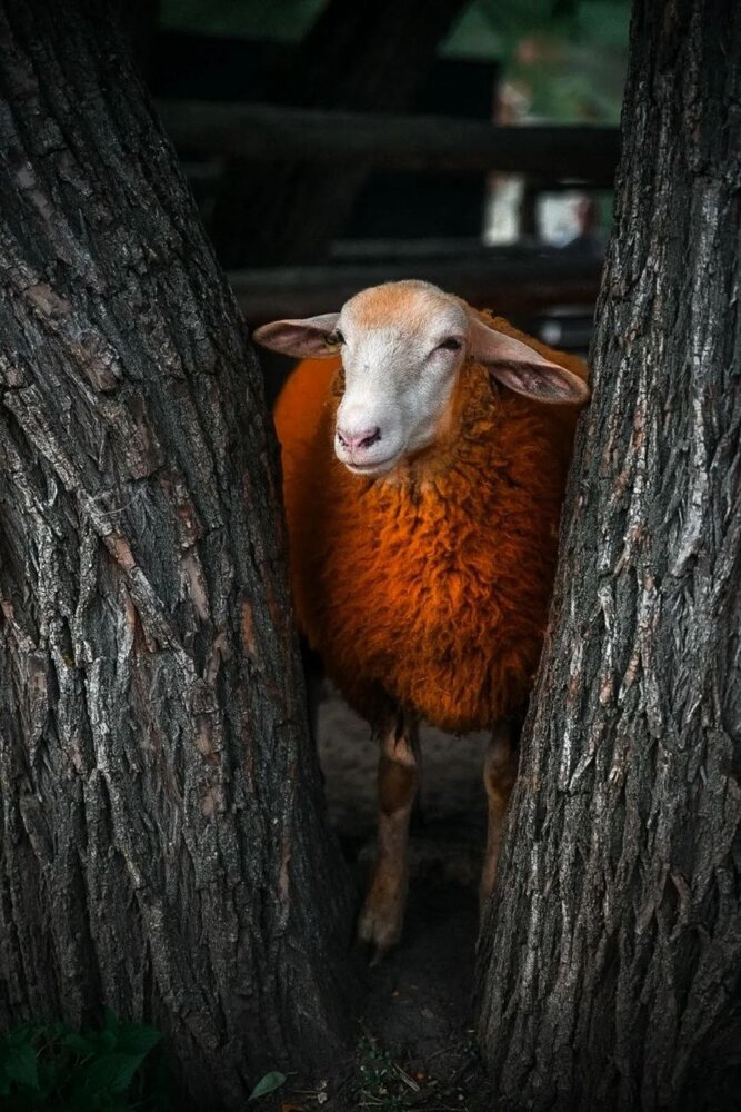 Photograph by Ольга Антонова