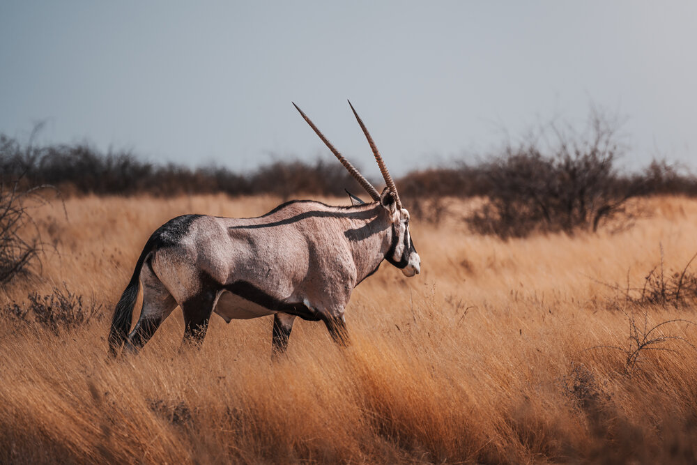 Photograph by Giorgio Castelli
