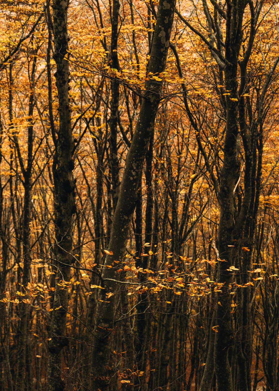Photo #13980657