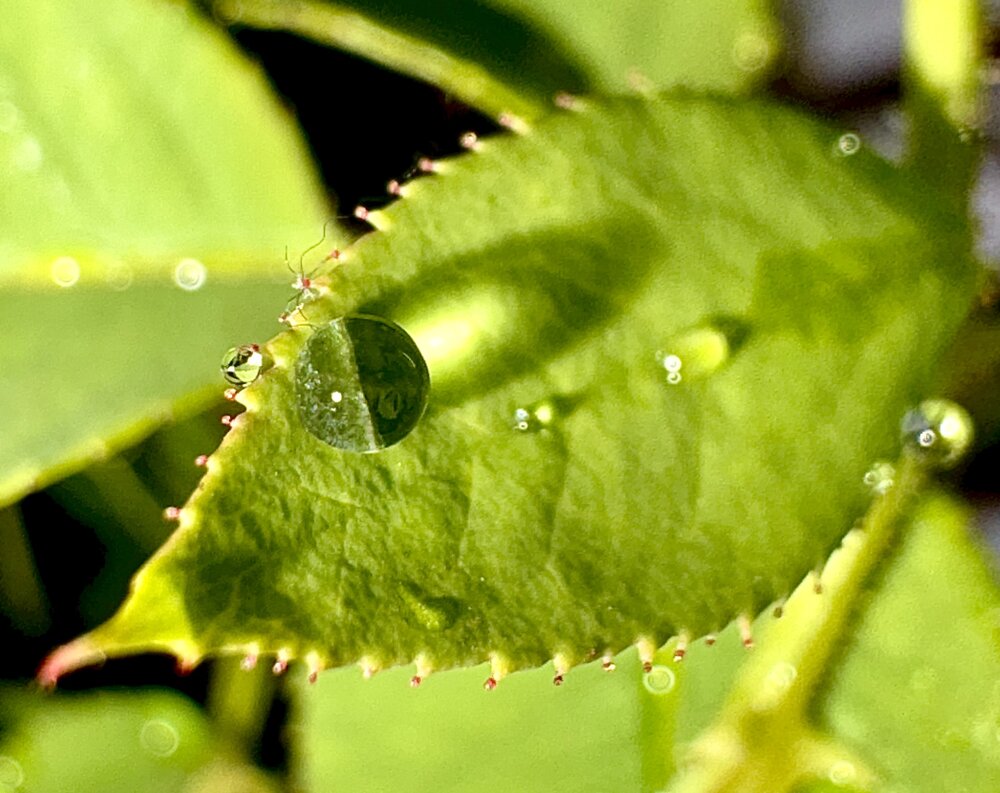 A world in a drop
