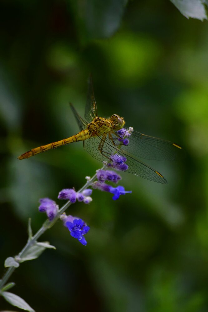 Photograph by Elena Mironova