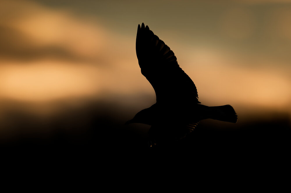 Photograph by Jørgen Hovde
