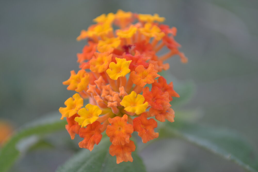 Фотография автора Gildo de Campos Correa