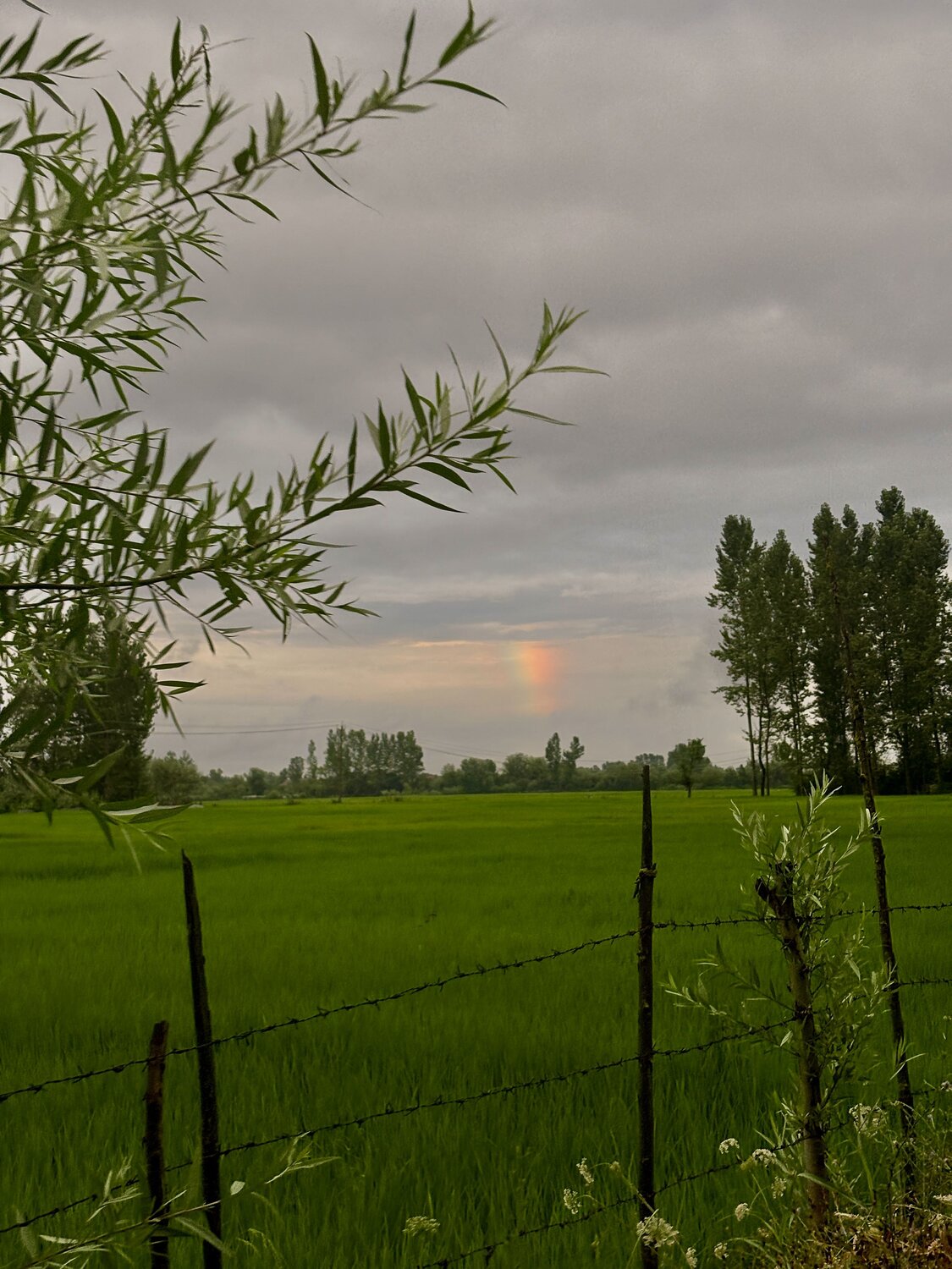 Photo #13982221