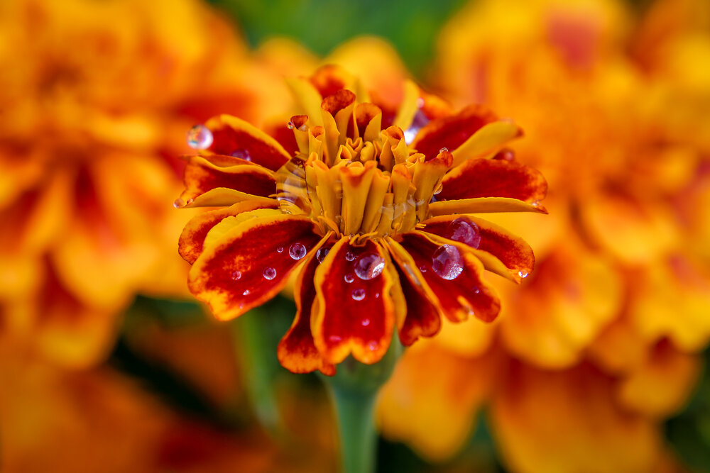 Photograph by Юрий Фефилов