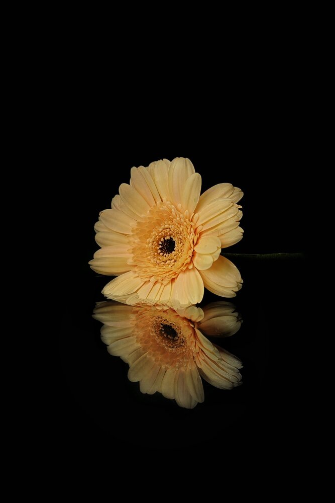 Photograph by Ольга Стебенева