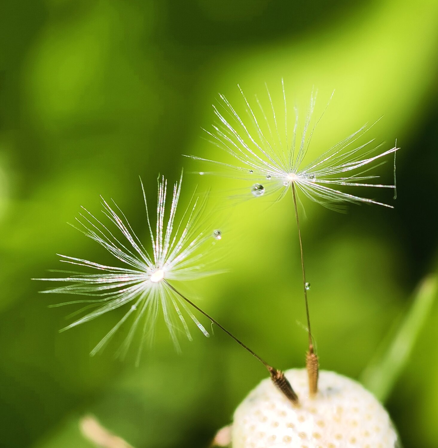 Photo #13982266
