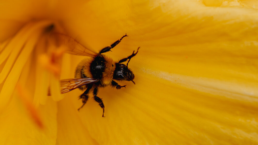 Photograph by Григорий Лапин