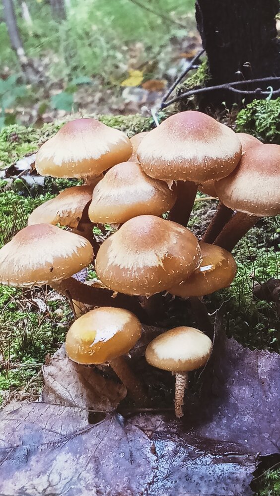 Photograph by Надежда Рулькова