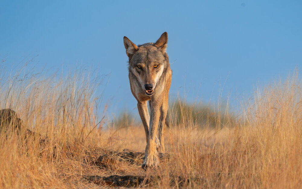 Wolf in Motion