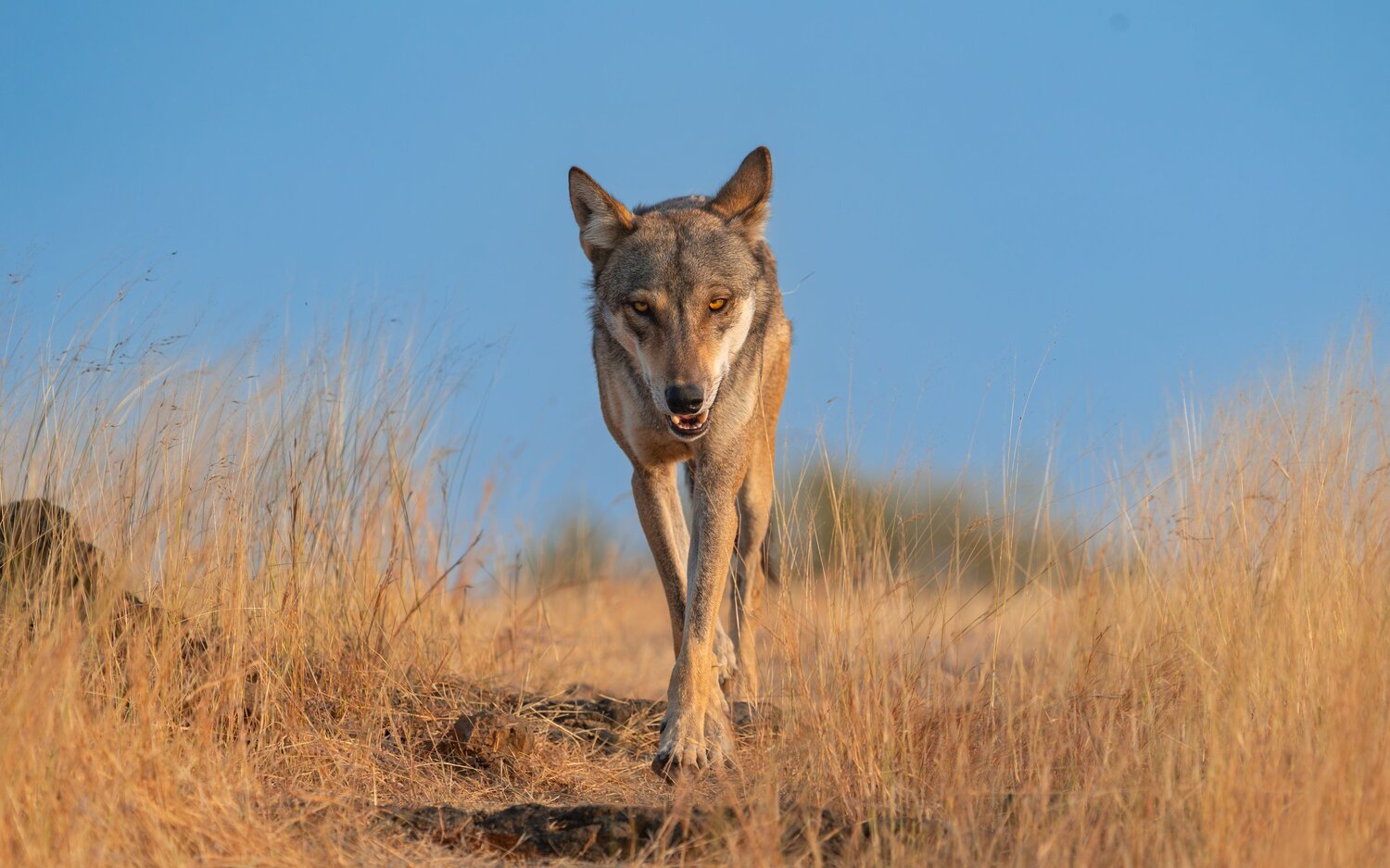 Wolf in Motion